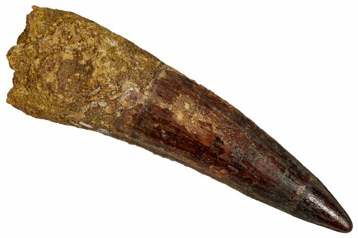 Fossil Spinosaurus Tooth - Real Dinosaur Tooth #353068